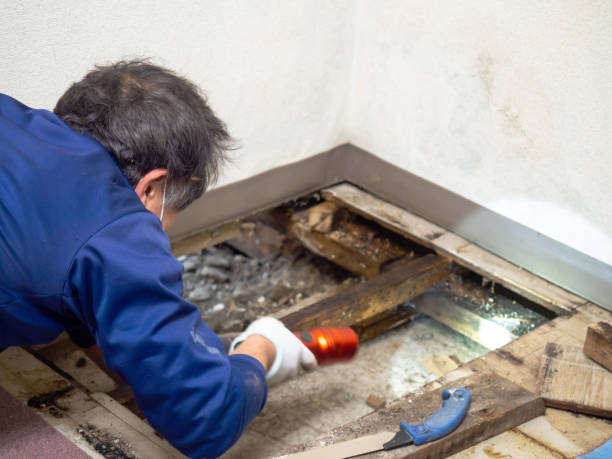 Best Mold Damage Repair  in Eureka, CA