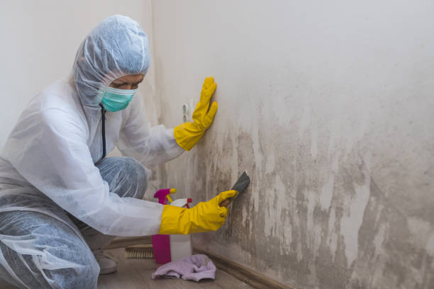 Best Affordable Mold Removal  in Eureka, CA