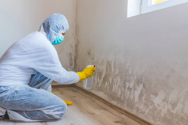 Office Mold Removal Services in Eureka, CA