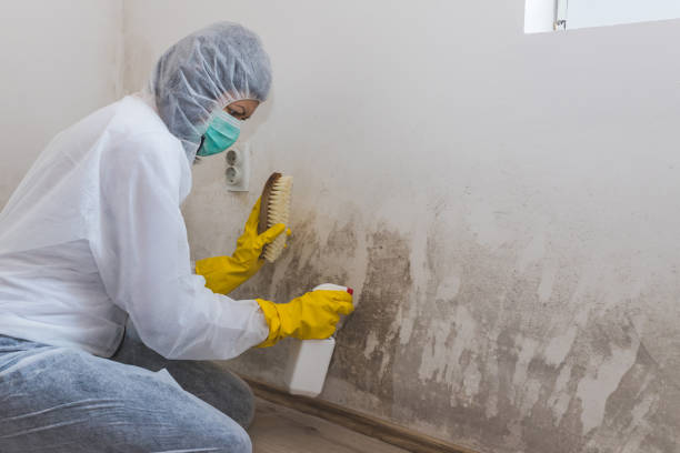 Best Mold Remediation  in Eureka, CA