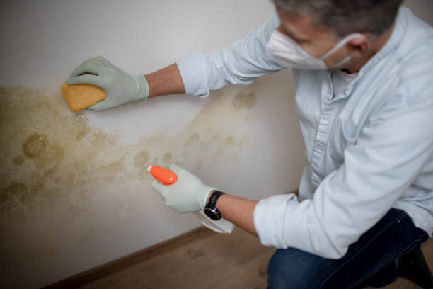 Best Office Mold Removal Services  in Eureka, CA