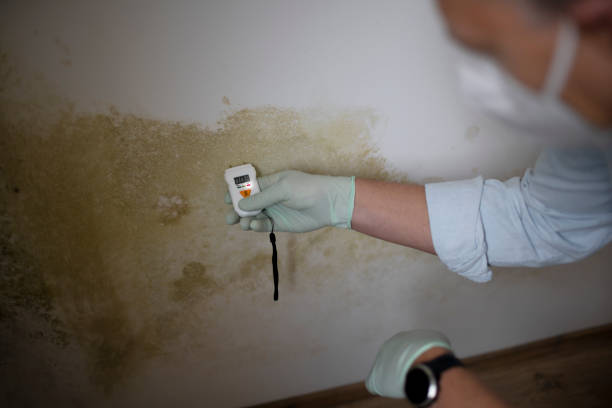 Mold Testing and Removal in Eureka, CA