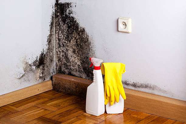 Best Residential Mold Removal  in Eureka, CA