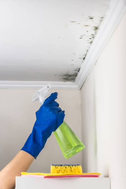 Best Commercial Mold Removal  in Eureka, CA