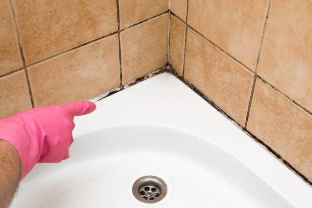 Best Same-Day Mold Removal  in Eureka, CA
